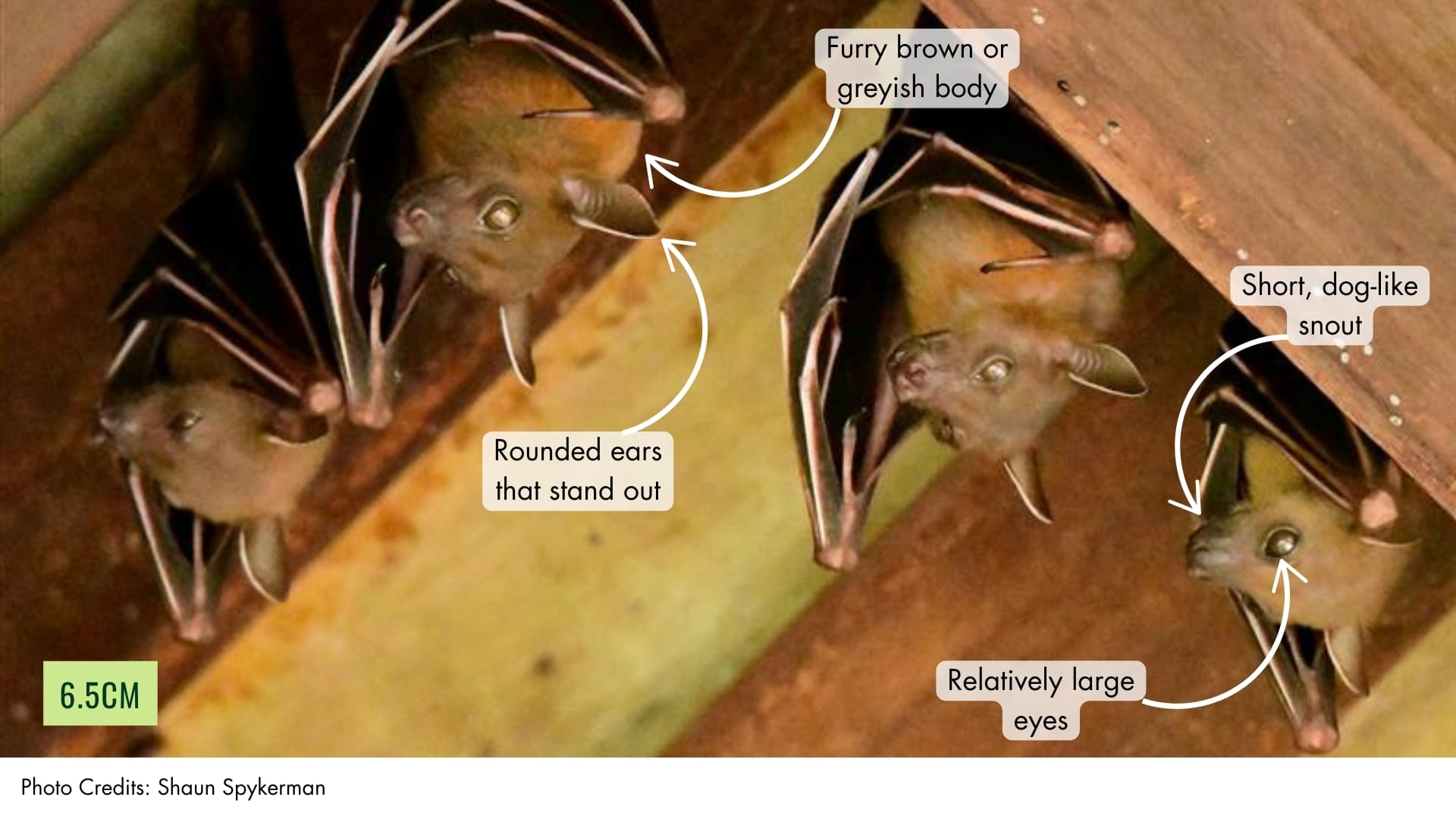 Lesser Dog-faced Fruit Bat